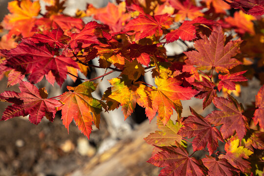 fall