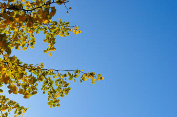 Yellow autumn leaves and blue sky