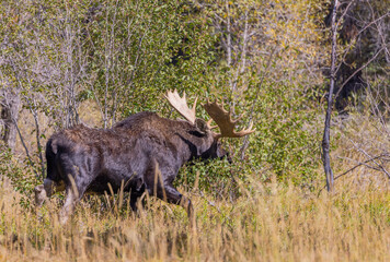 Naklejka na ściany i meble Bull Moose in the Rut in Wyoming in Autumn