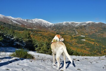 perro en la montaña