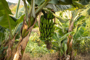 Bunch of unripe bananas hanging on a banana tree, on a banana plantation in the countryside of Minas Gerais, Brazil  - Cacho de bananas verdes numa bananeira, interior do Brasil