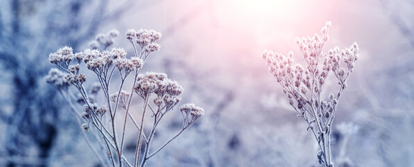 Frost covered dry plants in winter forest during sunrise. Winter morning