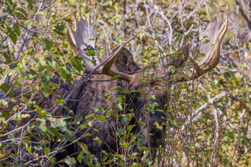 Bull Moose in the Rut in Wyoming in Autumn