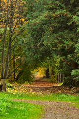 Arboretum w Rogowie - ścieżka w lesie