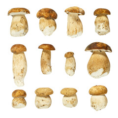 Macro - Collection of Boletus edulis ( king bolete ) isolated on transparent background, (high resolution)