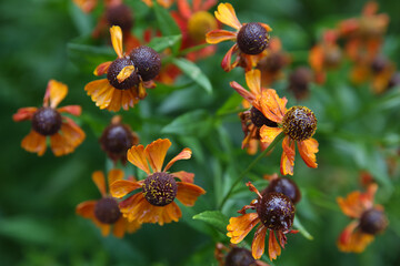 Wet flowers Helenium autumnale after the rain.  Blurred floral background.