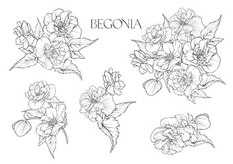 Begonia. Set of flowers and leaves. Isolated vector illustration. - obrazy, fototapety, plakaty