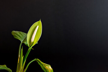 Fototapeta na wymiar Beautiful Aglaonema modestum Schott flower on black background