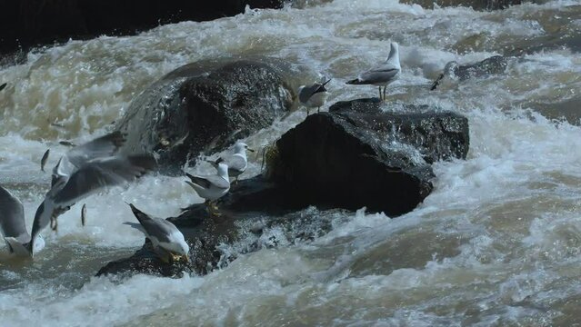 Seagulls are feeding over pearl mullets migration route in river bed, Van Lake, Turkey.