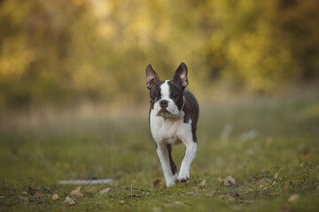 Boston Terrier dog running in the park