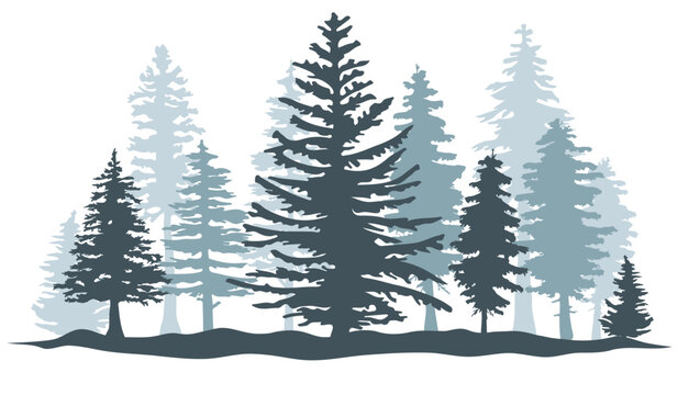Spruce forest silhouette. Spruce wood silhouette. Spruce tree silhouette