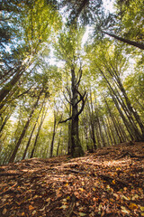 Best mood of the autumn forest. Red-brown leaves on the ground surrounding the trees and yellow-green leaves on the tree branches. Breathing fresh air. Beskydy mountains, Czech republic