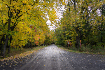 Obraz premium road in autumn forest