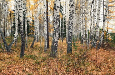 Autumn landscape in a birch grove. Thin white bodies of birches with black stains.Very calm place on a wonderful autumn day.