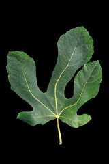 Green leaf of fig tree isolated on black