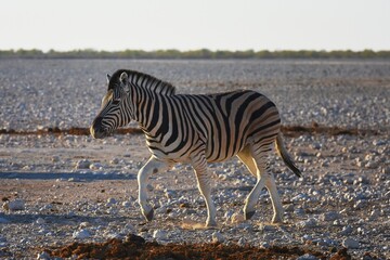 Steppenzebras (Equus quagga) im Etoscha Nationalpark in Namibia. 