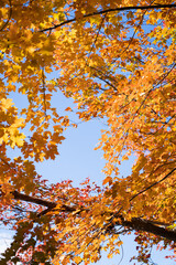 autumn leaves in the sky