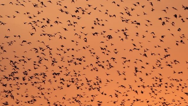 A huge flock of Starlings (Sturnus vulgaris) flying at sunset - slow motion