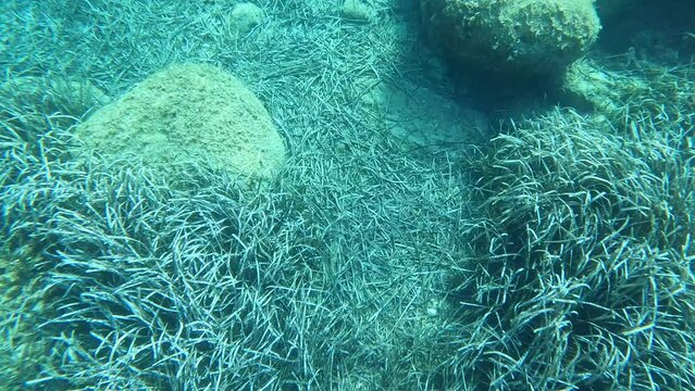 Dentici saraghi e ricciole ripresi nello splendido mare di Villasimius in Sardegna