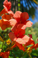Orangerote Trompetenblume