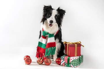 dog border collie wearing a green and red scarf and sitting with christmas ornaments and gifts.