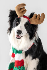 happy dog border collie wearing reindeer antler and scarf on a white background