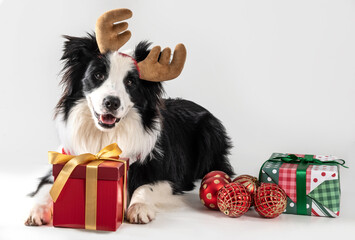 dog border collie lying down wearing .reindeer antler , with some presents on a white background