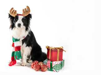 dog border collie sitting wearing  reindeer antler , with some presents on a white background