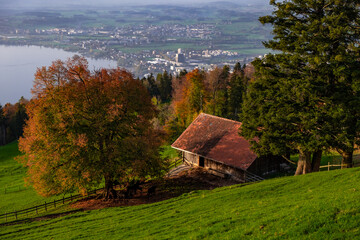 Barn on a farm among vibrant autumn coloured trees on a hill slope leading down to Swiss town