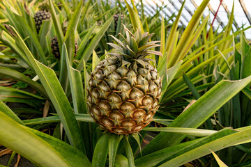 Detail shot of pineapple in Plantation. Pineapple Plantation in Azores island, Sao Miguel. 