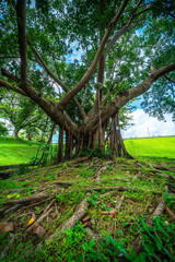 A public place leisure travel wide lawn and big tree landscape at Park to relax with in nature forest Mountain views spring cloudy sky background with white cloud in Chiang Mai University.