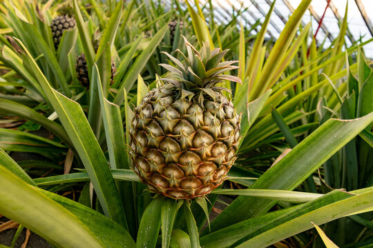 Detail shot of pineapple in Plantation. Pineapple Plantation in Azores island, Sao Miguel. 