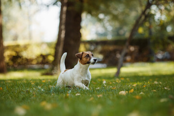 dog jack russell terrier portrait in the park