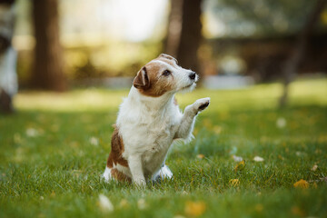 dog wirehaired jack russell terrier portrait in the park