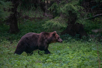 Obraz na płótnie Canvas The brown bear (Ursus arctos) in the woods in Estonia