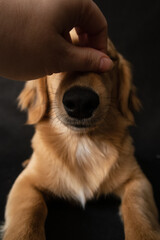 Hand scratches the nose of a red dog on a black background