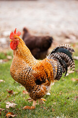 rooster on the farm © Rachel
