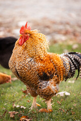 rooster on the farm © Rachel
