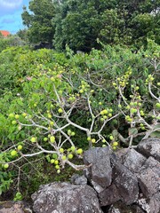 Fig tree with plenty of fruit
