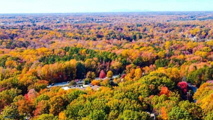 Obraz premium Aerial shot of a road hidden among colorful fall trees in Greensboro, NC Piedmont Triad