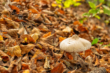 A mushroom grows among the dry leaves of a forest in autumn