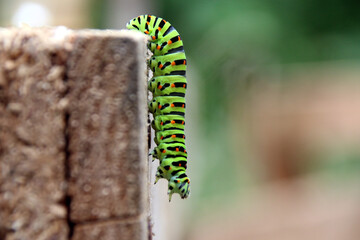 Chenille de Machaon