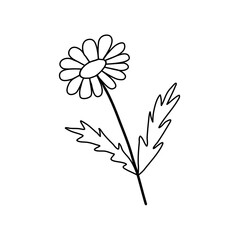 Chamomile or daisy flower, doodle style flat vector outline for kids coloring book