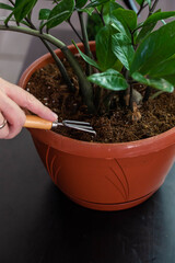 Hands of home gardener do soil aeration with rake in flower pot of Zamioculcas. House Plant care and urban jungle garden concept.