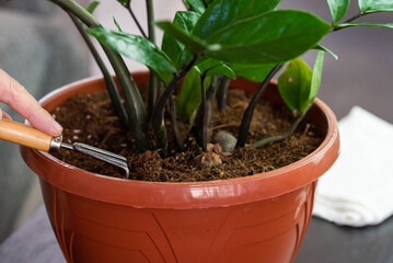 Hands of home gardener do soil aeration with rake in flower pot of Zamioculcas. House Plant care and urban jungle garden concept.
