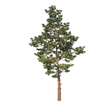 Front view of Tree ( Pinus Pine 2) Plant png