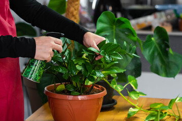 House Plant care and urban jungle garden concept. Home gardener taking care of Zamioculcas. Hands clean green leaves and spraying water on indoor house plant. Interior with a lot of plants