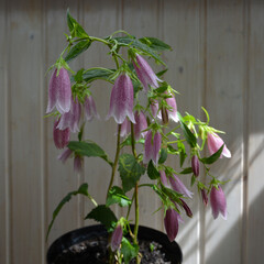 Campanula punctata (spotted bellflower) with pink flowers grows in flowerpot in small garden on the balcony with wooden walls. - 543530097