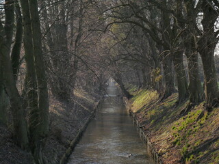 footpath in the woods