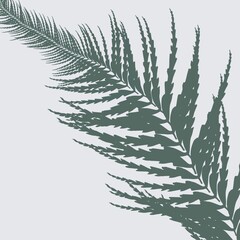 branch of fern